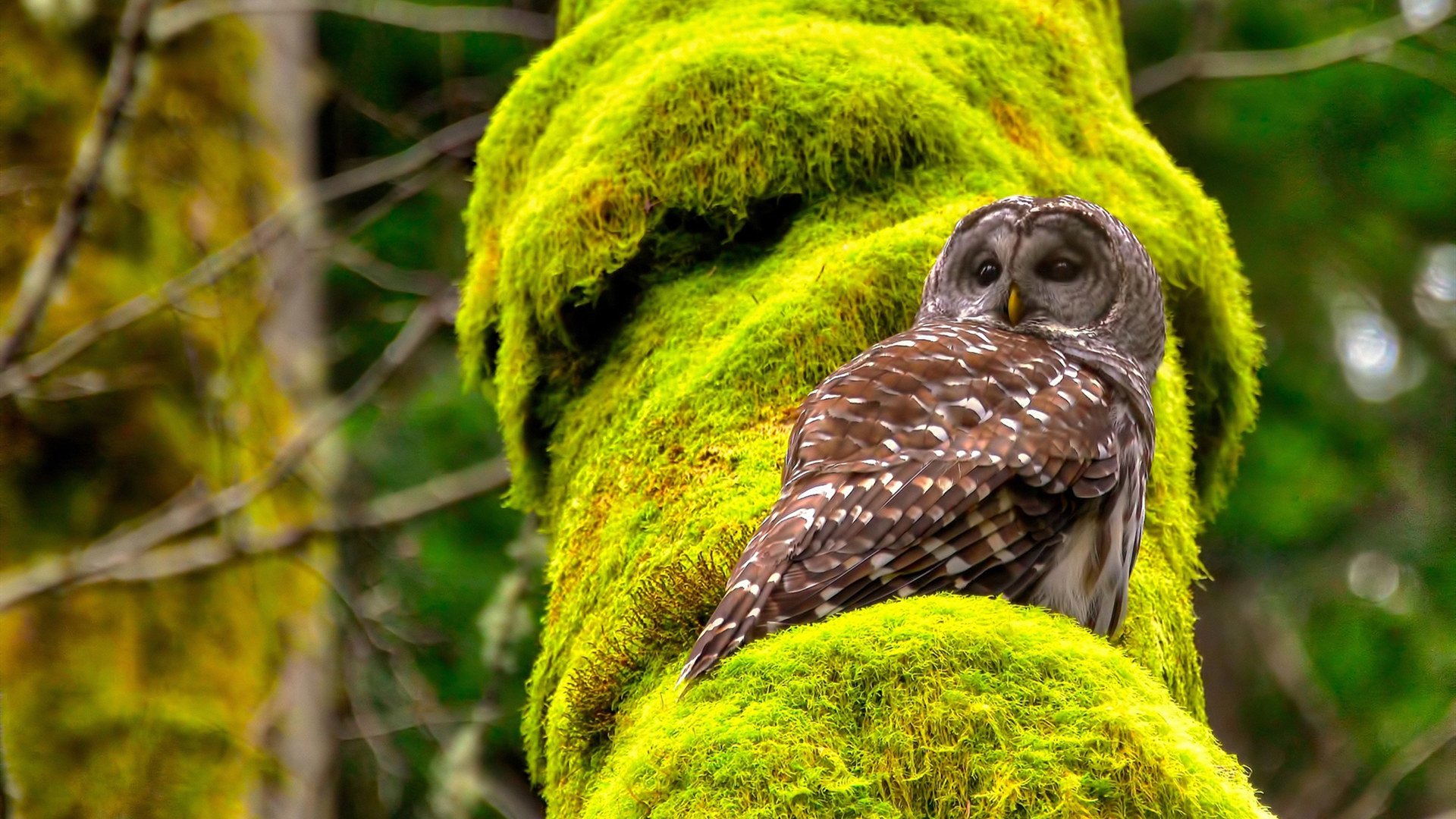 九游官网pc-【训练揭秘】丁俊晖：强化母球控制的日常训练方法