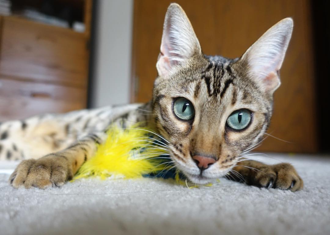 九游官网主页-不容错过的本月足球热点新闻，足球报道热点