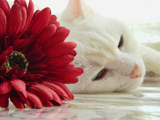 【运动员自述】丁俊晖:我平衡压力和比赛心态的秘诀,丁俊晖是哪项运动的职业选手