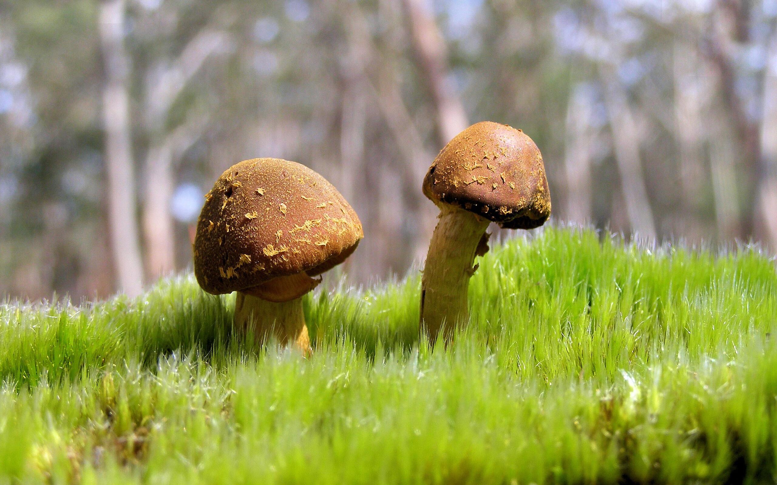 JIUYOU GAMING-【规则变革背后】联盟如何平衡公平、公正与竞技性？，lol公平性