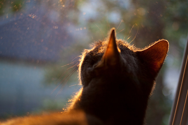 九游9游-冰雪主场作战，瑞士国家队晋级冬奥八强，瑞士冰球队
