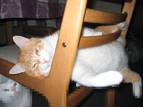 冰雪主场作战,瑞士国家队晋级冬奥八强,瑞士冰球队