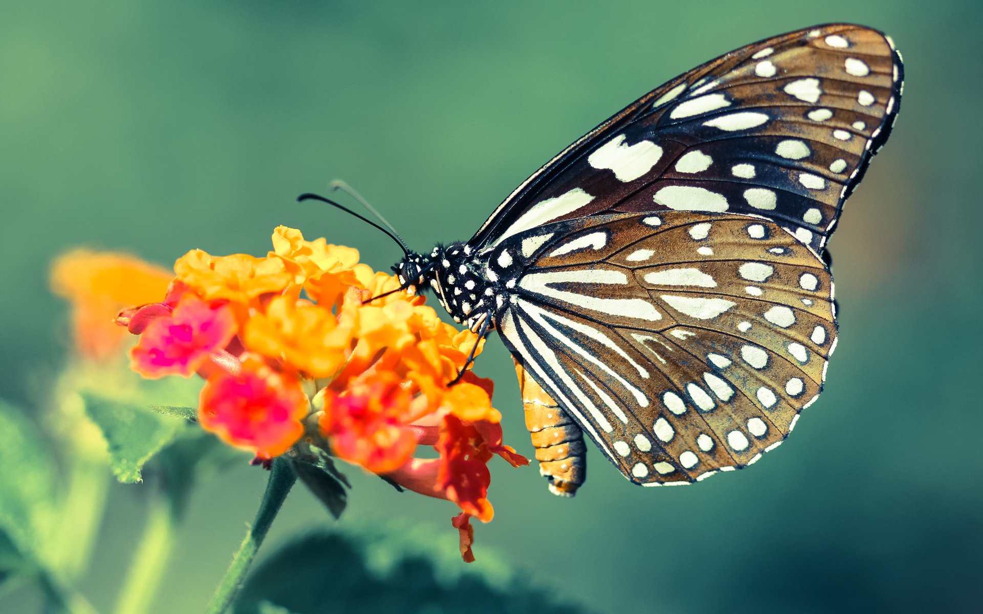 德甲在青训发展上走在欧洲前列，世界级天才不断涌现，德甲intro