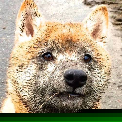 九游娱乐官网 (JIUYOU)-青少年足球竞赛规模不断扩大，赛场竞争激烈，2020年青少年足球比赛