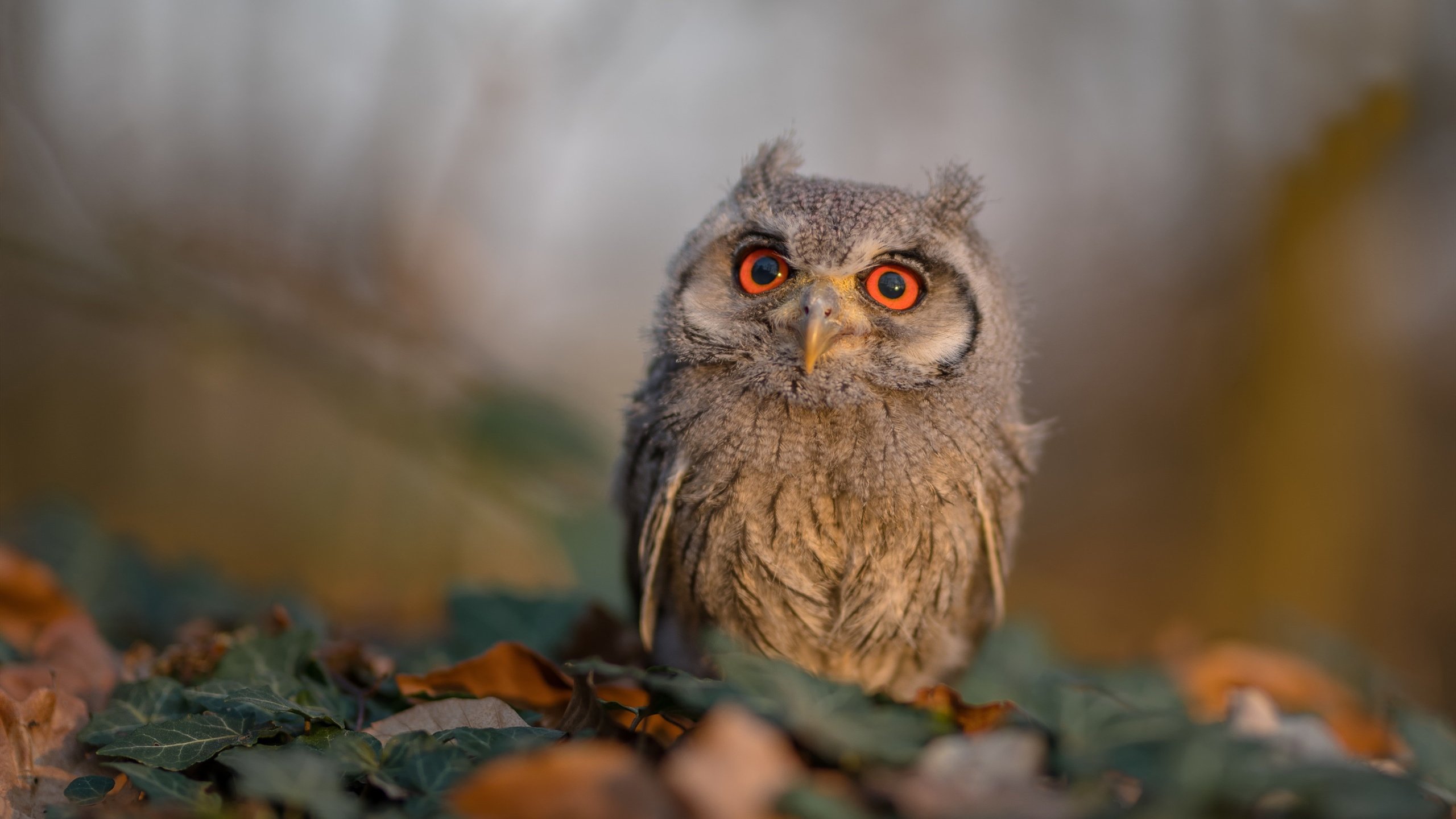 九游下载安装-中甲联赛的俱乐部球员发展路径规划，中甲队员