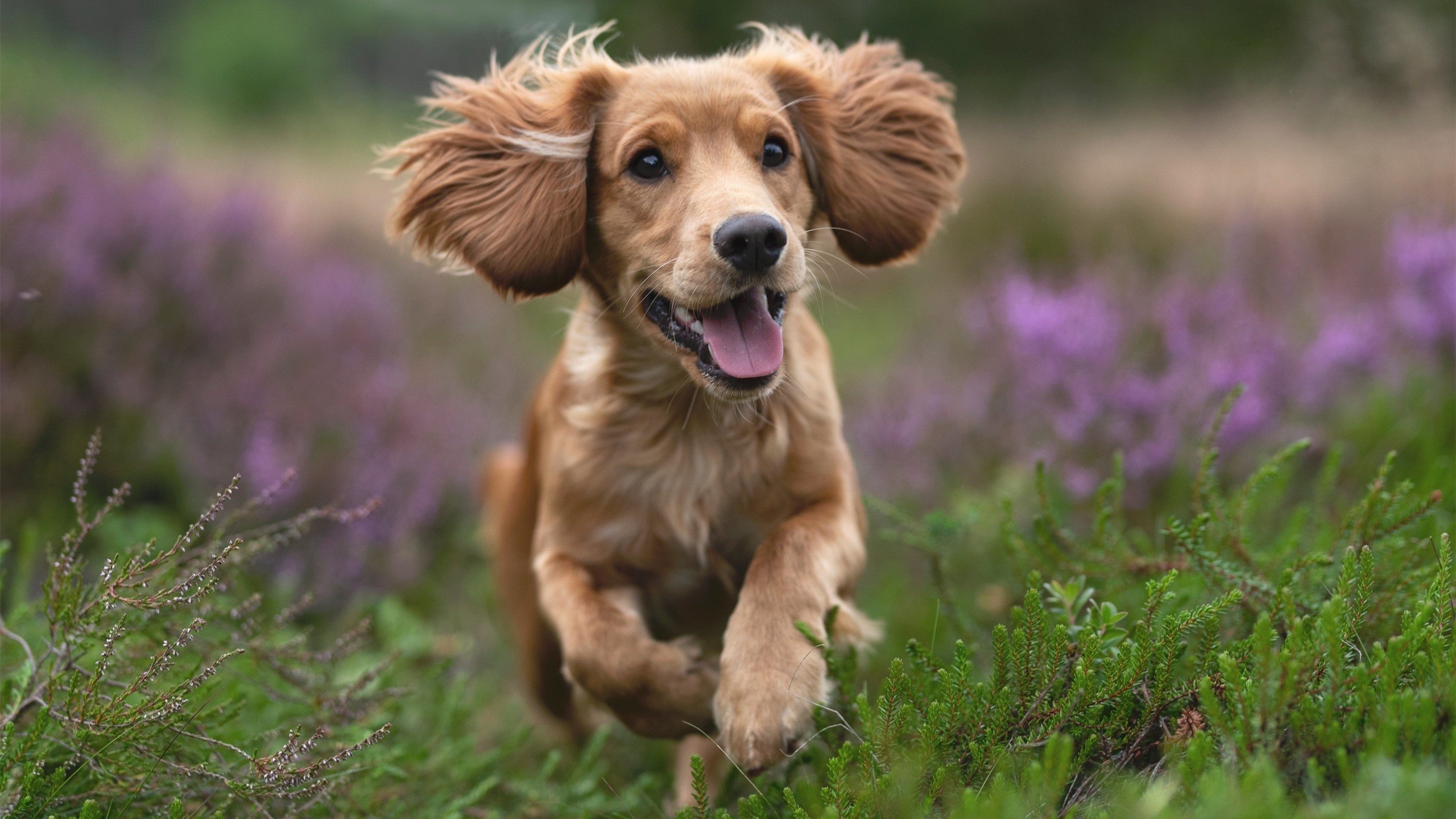 乌克兰队主场击败斯洛文尼亚,小组出线形势乐观,乌克兰国家队比赛