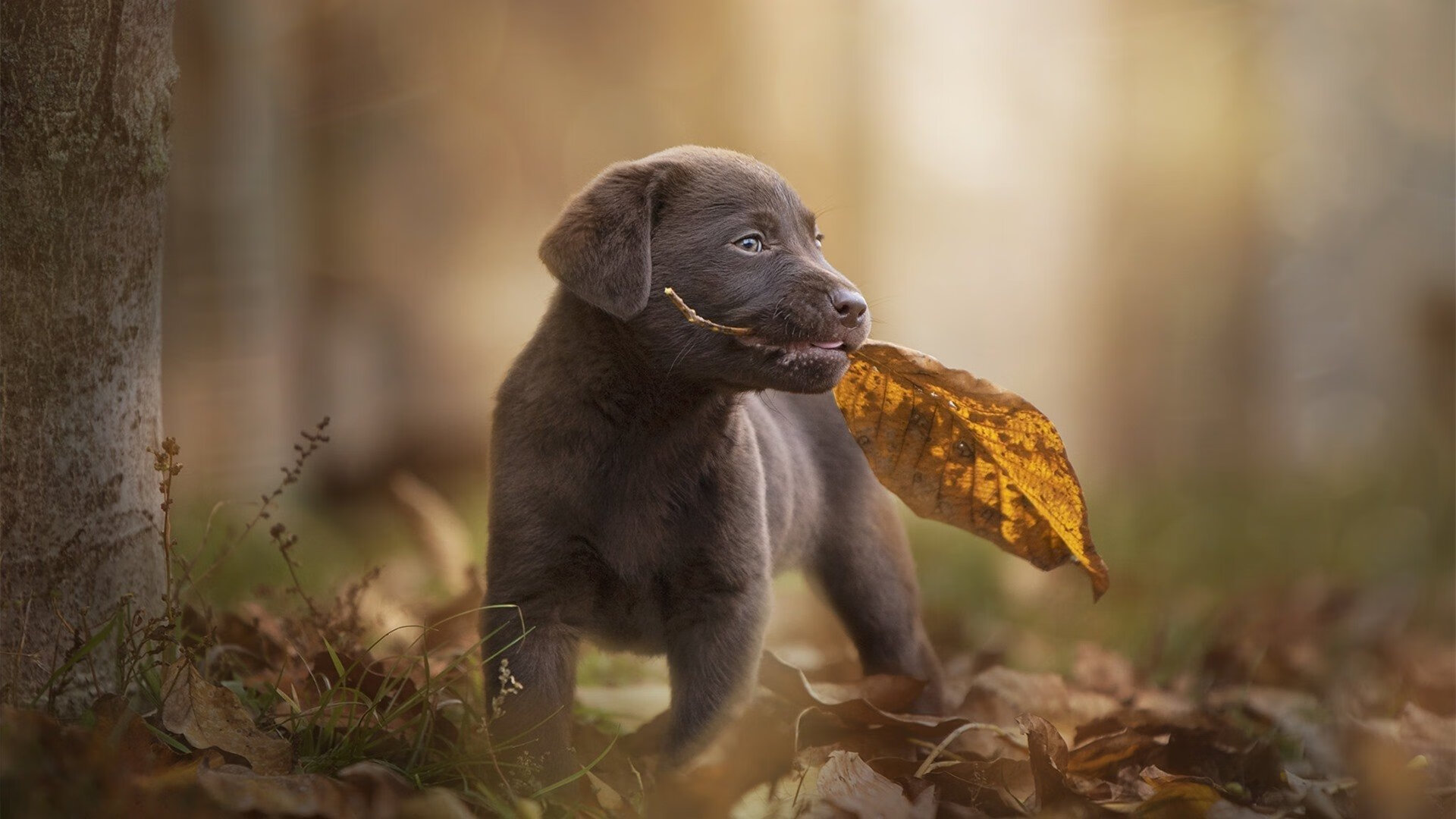 九游娱乐(jiuyou)官方网站-兰斯主场大胜斯特拉斯堡，豪取胜利，斯特拉斯堡对兰斯的比分预测