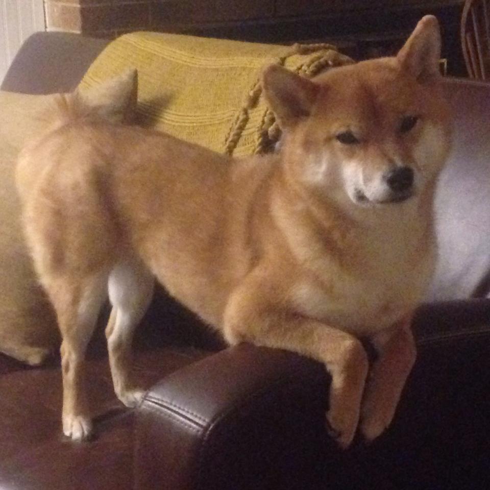 利物浦阵容齐整将挑战皇家马德里，利物浦阵容分析