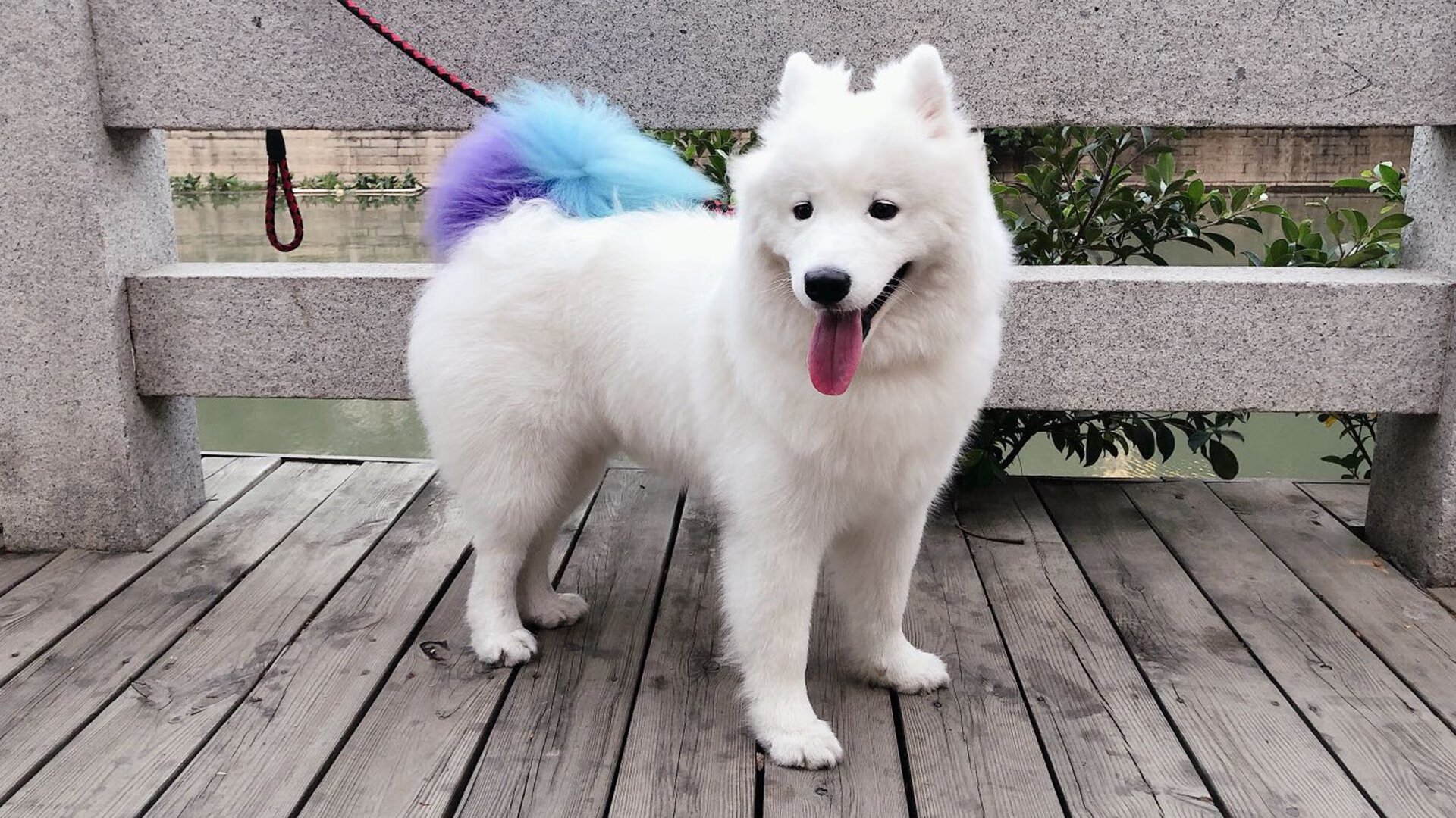 九游登录入口-哥伦比亚队在巴黎奥运会比赛中展现出强大的个人突破能力，奥运会哥伦比亚代表团