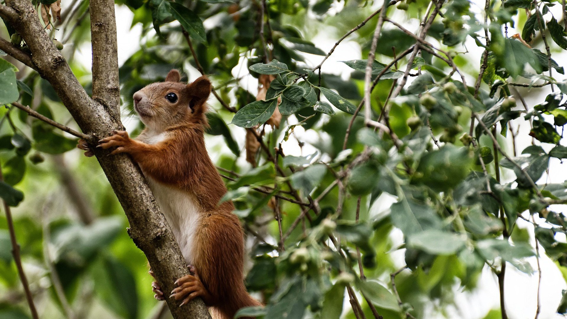 帕尔马以微弱优势战胜热那亚,惊险拿下,帕尔马yuzu
