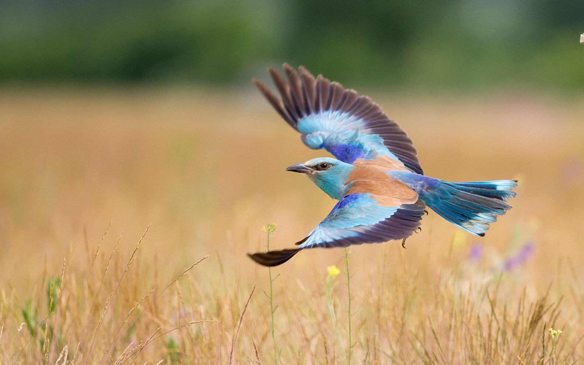 九游游戏中心-拜仁慕尼黑-击败本菲卡，晋级下一轮，拜仁慕尼黑本赛季主力阵容