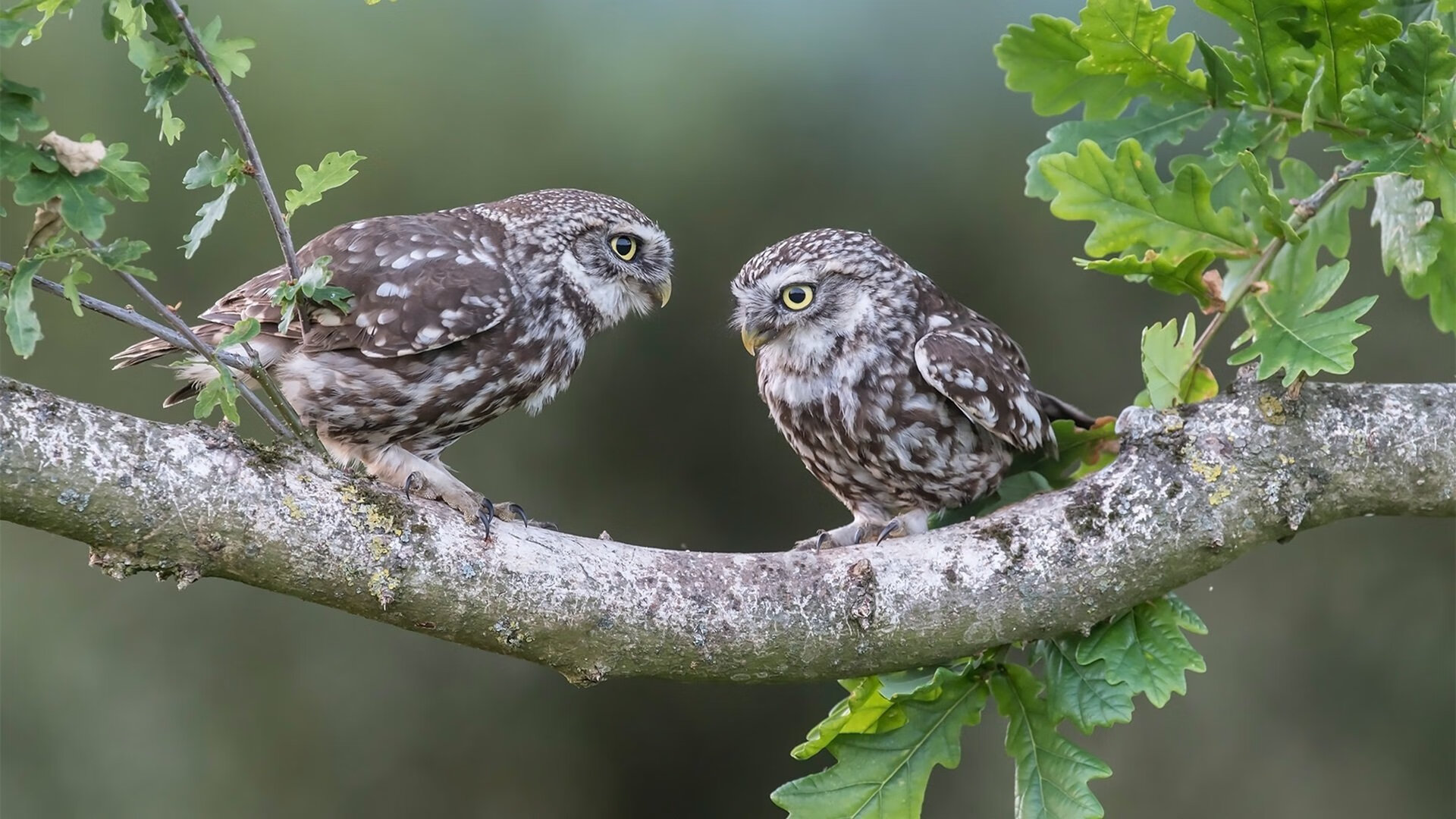 格勒鲁斯在客场取胜,球队士气高涨,格鲁德对奥勒松