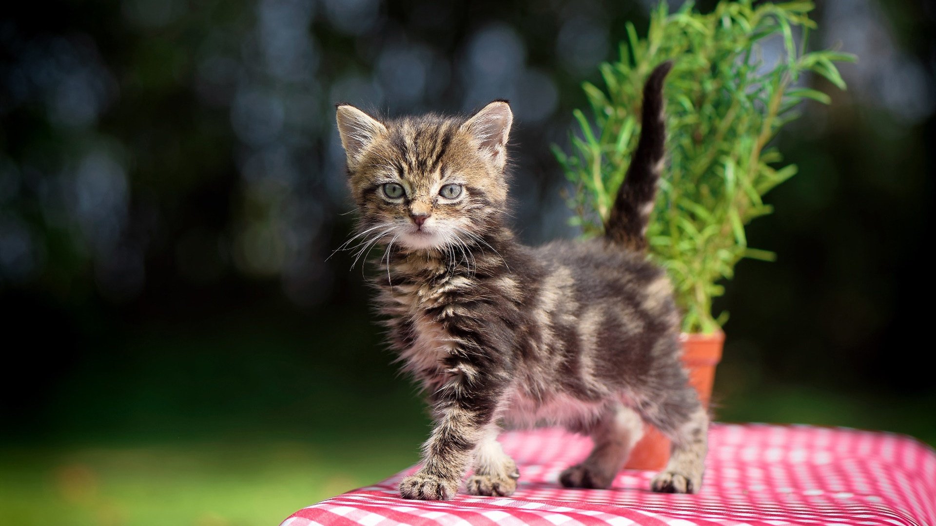 九游下载官网-纳迪亚·巴托克莱蒂在女子10000米中获得银牌，2021年8月纳迪亚运气