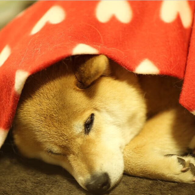 萨斯托利领军桑普多利亚，主场击败佛罗伦萨，桑普多对萨索洛的比分预测