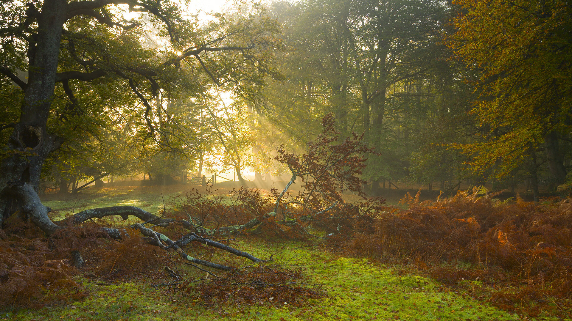 智能体育训练辅助系统研发与推广，ai智能体育训练