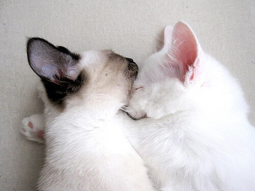 逆袭故事：草根出身的足球奇迹，足坛逆袭