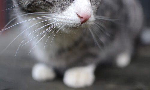 九游娱乐(jiuyou)官网-乒乓球战术讲解：瑞典队如何调动对手失误，曾经的瑞典乒乓球非常强大