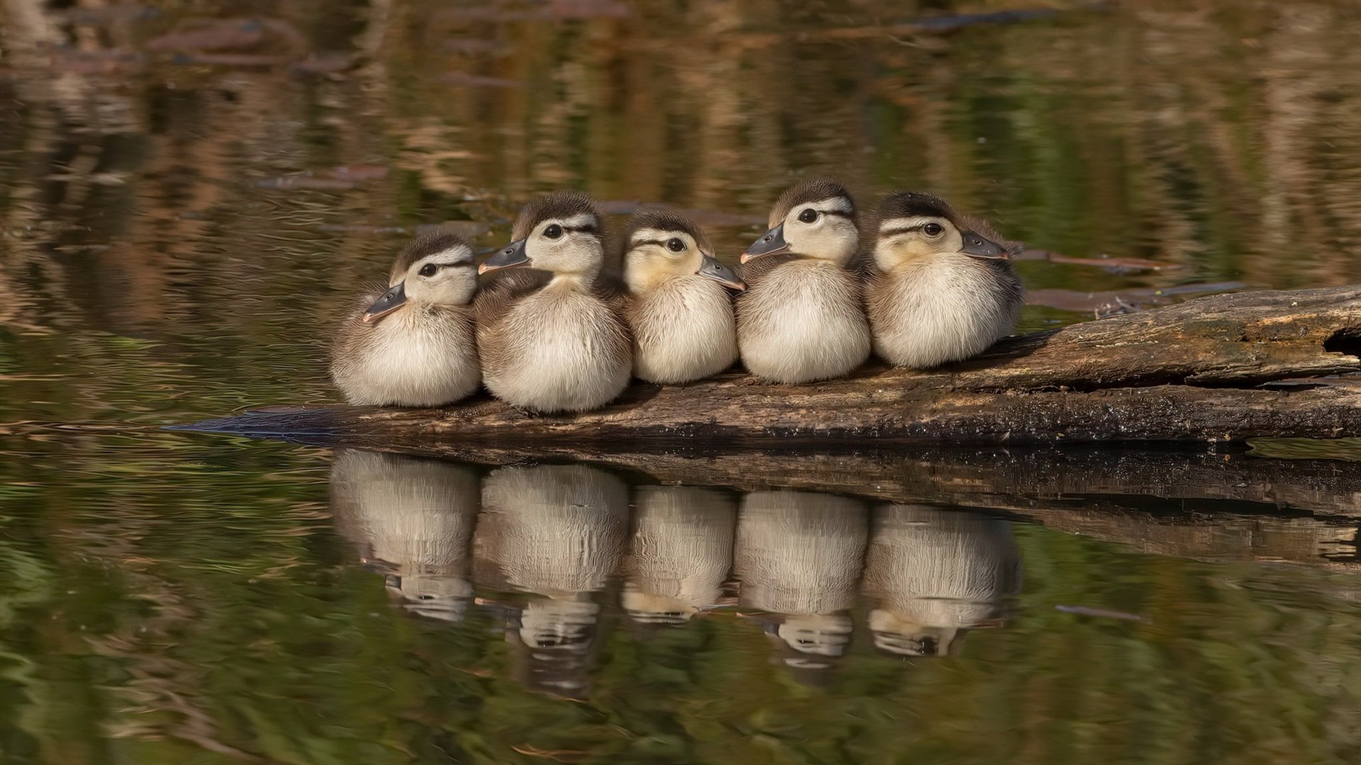 九游游戏中心官网-乌干达男篮在非洲预赛中不屈不挠，一步步迈向大舞台，乌干达篮球全国联赛