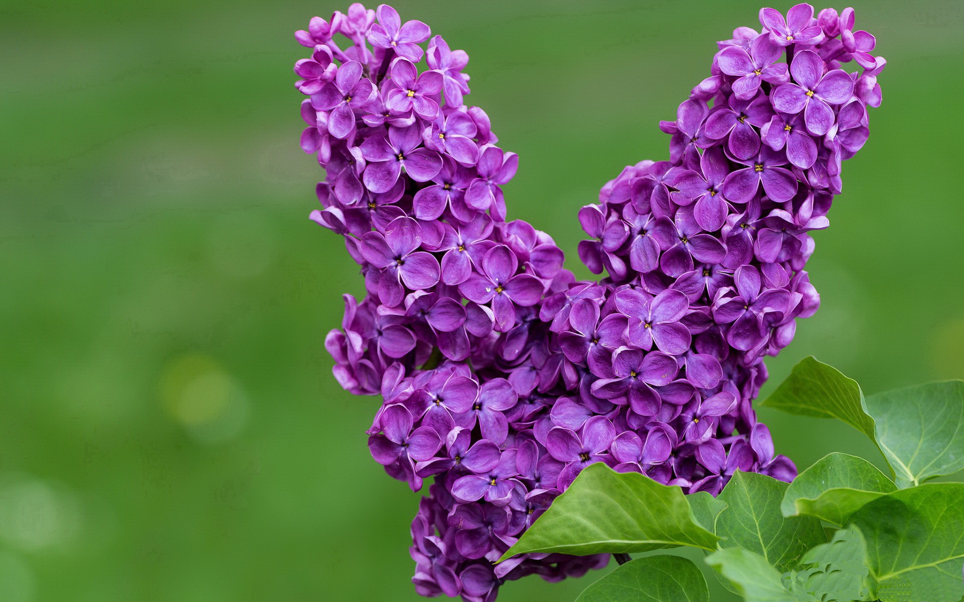 俱乐部设立家庭观赛专区增强球迷亲子互动观赛体验