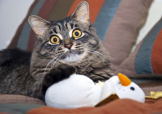 国际足球裁判引进全数字化培训平台，执法水准跨越式提升，足球国际裁判证怎么考